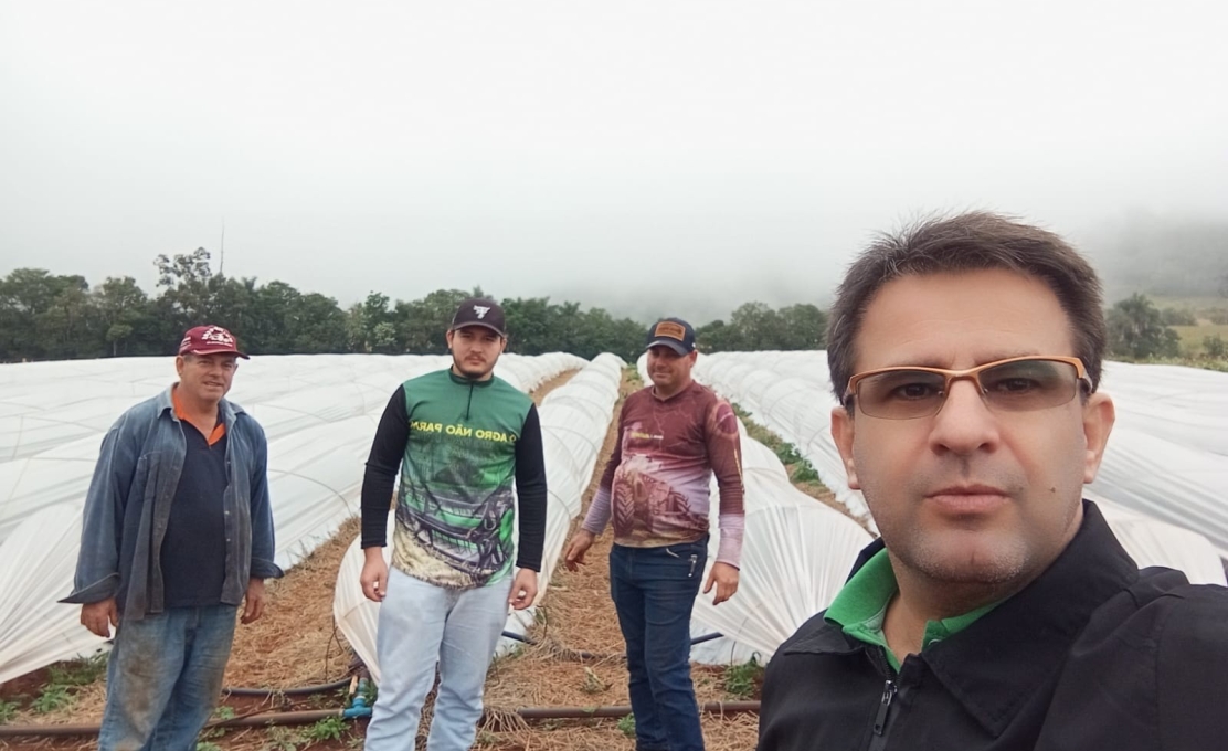 Fazendo visita técnica ao produtor rural na cultura de morango para merenda escolar.
