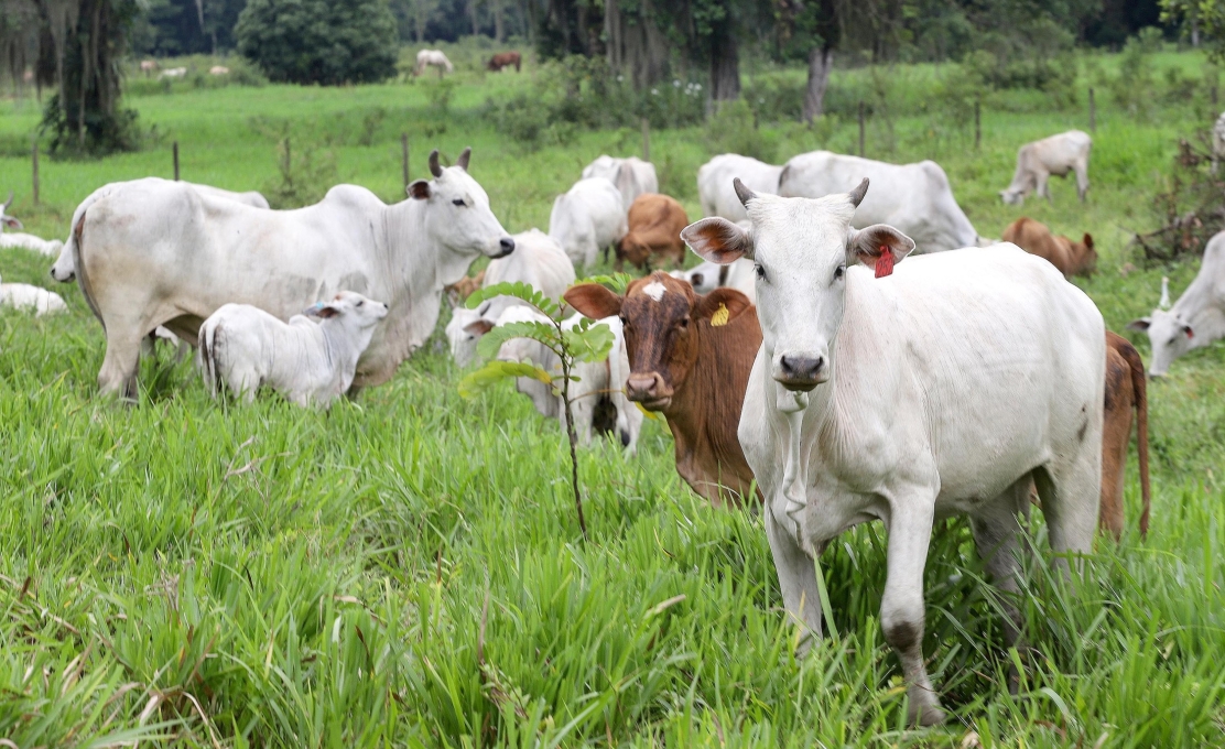  Portaria nº 368/2025 da Adapar estabelece vacinação de herbívoros contra raiva em 30 cidad...