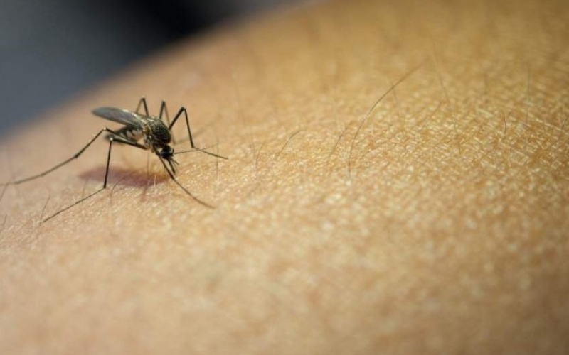 DENGUE : Decretado estado de emercência em Santa Tereza do Oeste e estado de alerta epidemiológico.