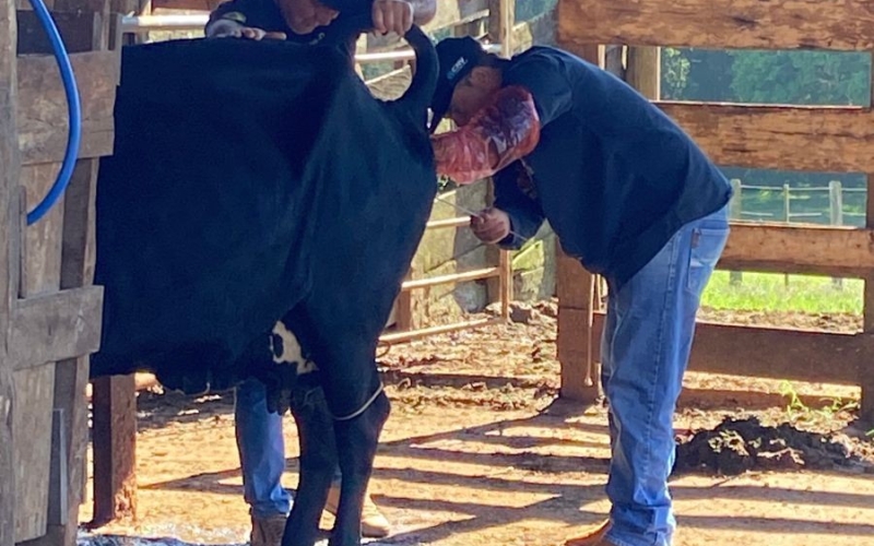 PIA- programa de inseminação artificial.