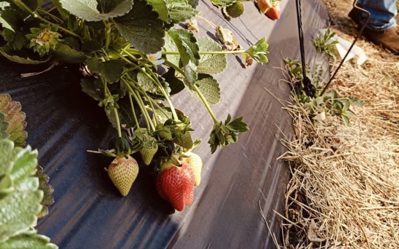O cuidado começa no campo e chega até a mesa das nossas crianças!