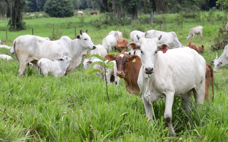  Portaria nº 368/2025 da Adapar estabelece vacinação de herbívoros contra raiva em 30 cidades do Oeste